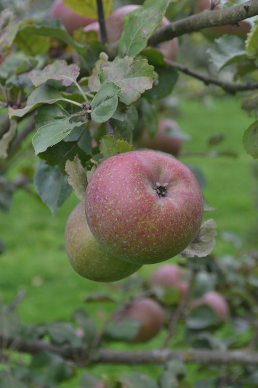 Pommier Quarantaine d’hiver