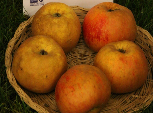 Pommier Reinette Descardre