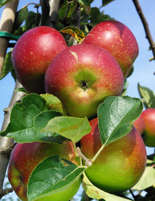 Pommier Reinette Hernaut