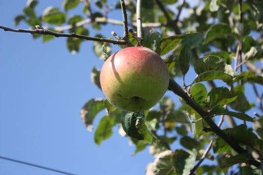 Pommier Reinette d’Angleterre