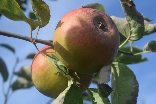 Pommier Reinette de France