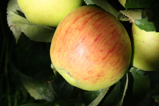 Pommier Reinette de Fugélan