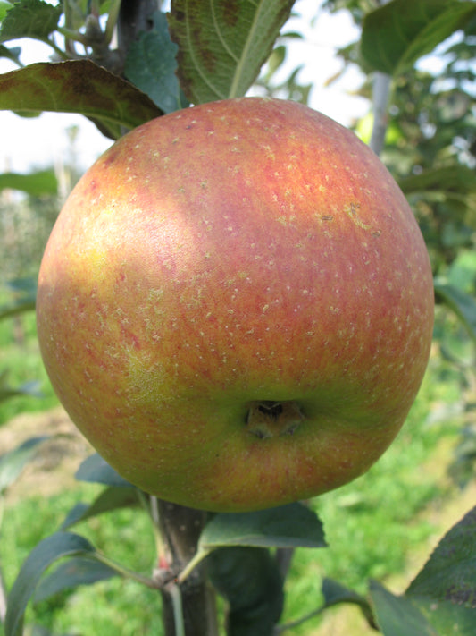 Pommier Reinette de Hollande