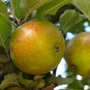 Pommier Reinette des Capucins