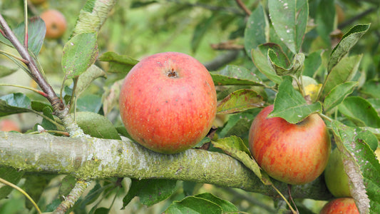 Pommier Roquet Rouge