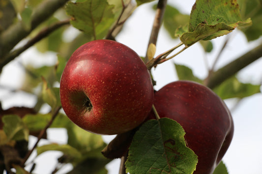 Pommier Ruban