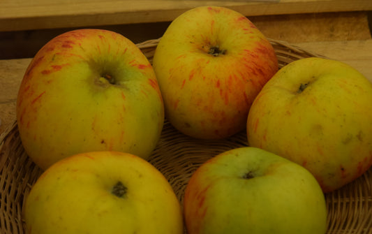Pommier Tardive de Bouvignies