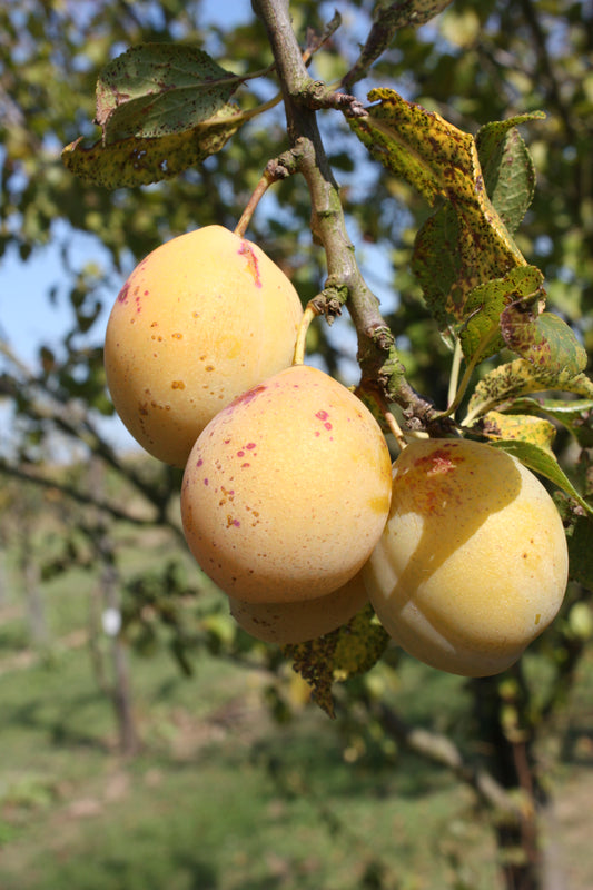 Prunier Goutte d'or de Coe