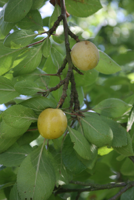 Prunier Prune de Floyon