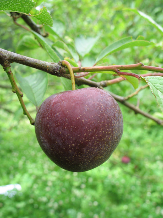 Prunier Sanguine de Wismes
